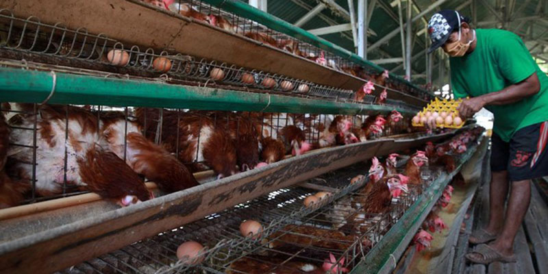 Akan Ada Banyak Peternak Ayam yang Gulung Tikar Kalau Pemerintah Tak Cepat Ambil Sikap