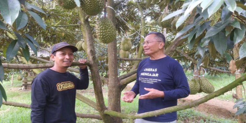 Durian Pentil