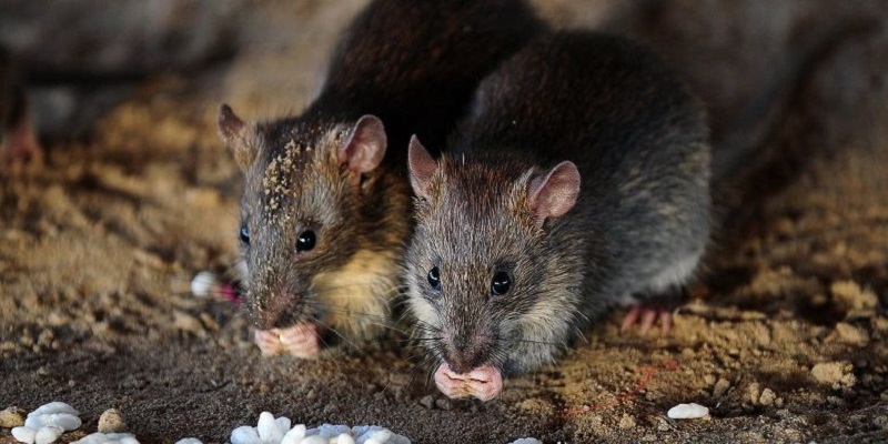 Studi: Pandemi Dahsyat Berikutnya Kemungkinan Datang dari Tikus