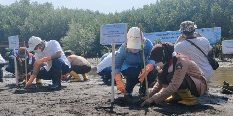 Ditargetkan 600 Ribu Hektar, Deputi Kemenko Marves Percepat Rehabilitasi Mangrove di Probolinggo