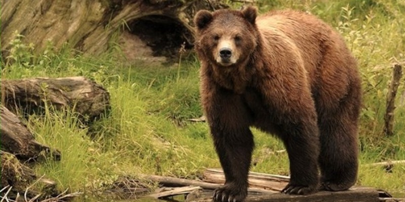 Tega, Ibu di Uzbekistan Lemparkan Bayinya ke Kandang Beruang