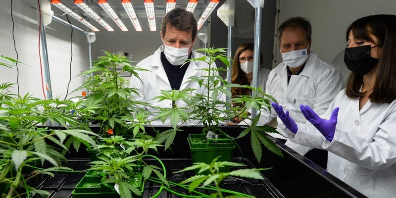 Temuan Luar Biasa Para Peneliti di Oregon untuk Obati Covid: Mariyuana<i>!</i>