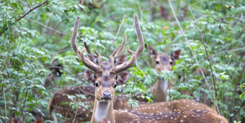 Ditanduk Rusa di Istana Presiden, Tentara Ini Menghembuskan Napas Terakhir