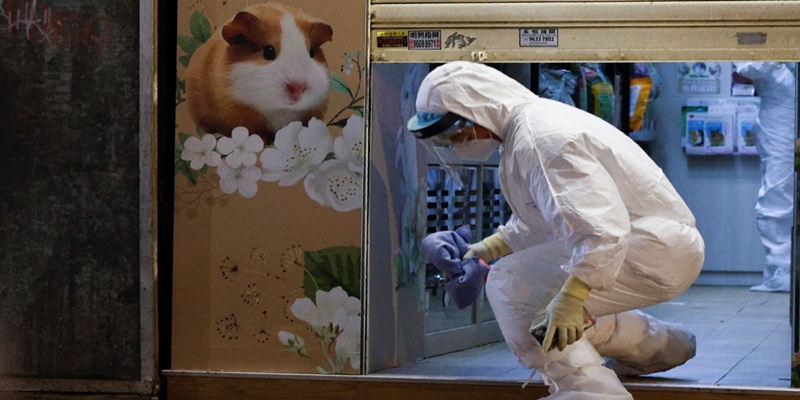 Hong Kong Perintahkan Pemusnahan Ribuan Hamster Terkait Covid-19, Pecinta Hewan Protes