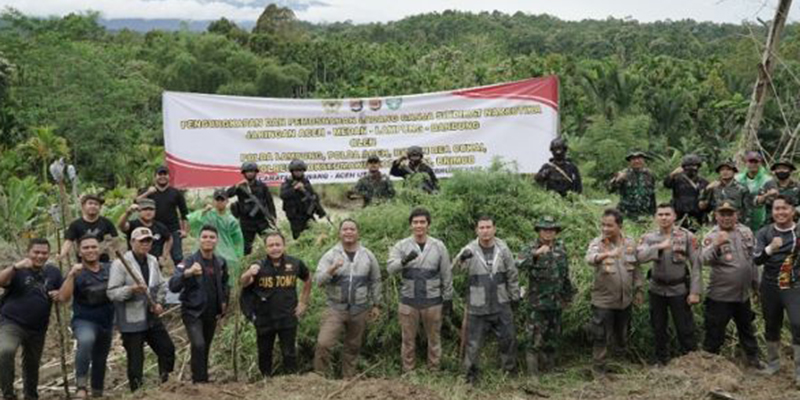 6 Hektare Lebih Ladang Ganja di Aceh Utara Dimusnahkan Aparat Gabungan