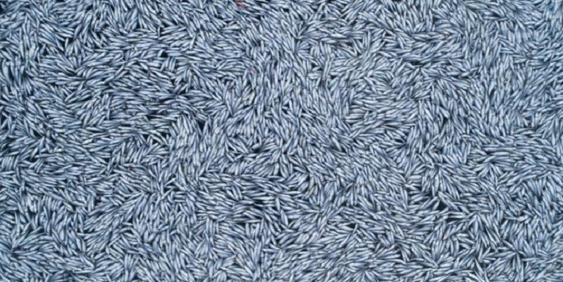 100 Ribu Ikan Mati Selimuti Lepas Pantai Prancis