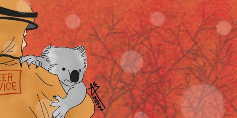 Populasi Menurun, Australia Menetapkan Koala Sebagai Spesies yang Terancam Punah