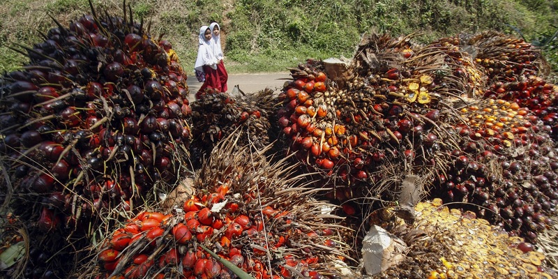 Harga Minyak Goreng Dunia Ikutan Mahal Setelah Jokowi Larang Ekspor Minyak Sawit