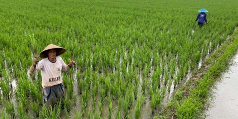 Pengamat: Kawasan Pertanian Berbasis Korporasi akan Berpengaruh Baik pada Kesejahteraan Petani
