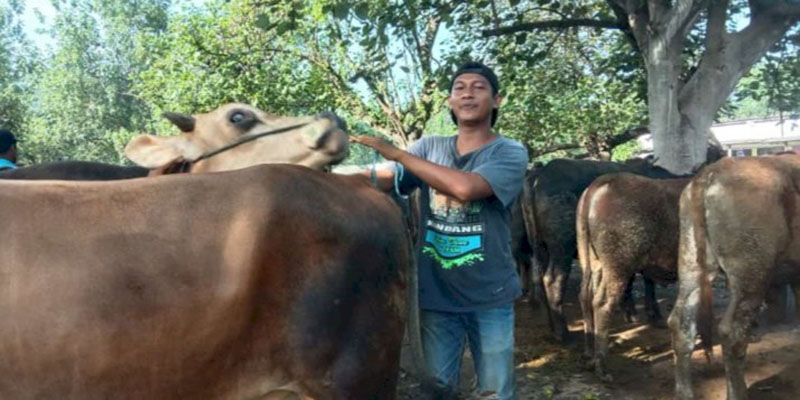 Terdampak PMK, Harga Sapi di Ngawi Merosot hingga 40 Persen
