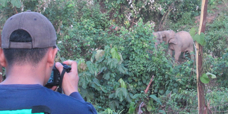 Lindungi Satwa Liar, RLU Pantau Gajah Sumatera dan Orang Utan di Kawasan Konservasi Perusahaan