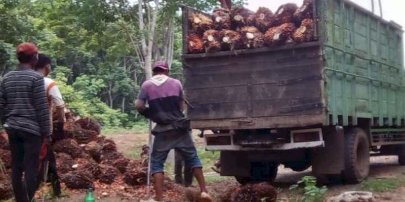 Labor Institute: 7 Juta Buruh Sawit Terancam Kehilangan Pekerjaan