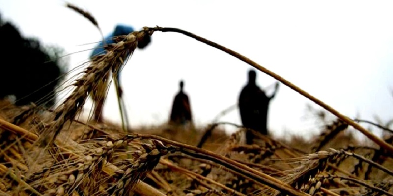 Kurangi Dampak Perang, India Janji Bantu Pasokan Makanan Negara-negara Rentan