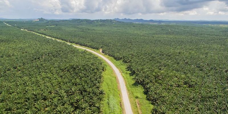 Sengketa Lahan Sawit, Warga dan Pihak Keamanan Kebun Bentrok