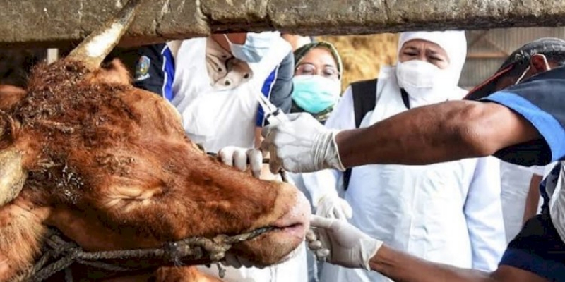 Tangani Wabah PMK, Satgas Terus Gencarkan Vaksinasi dan <i>Testing</i> Hewan ternak