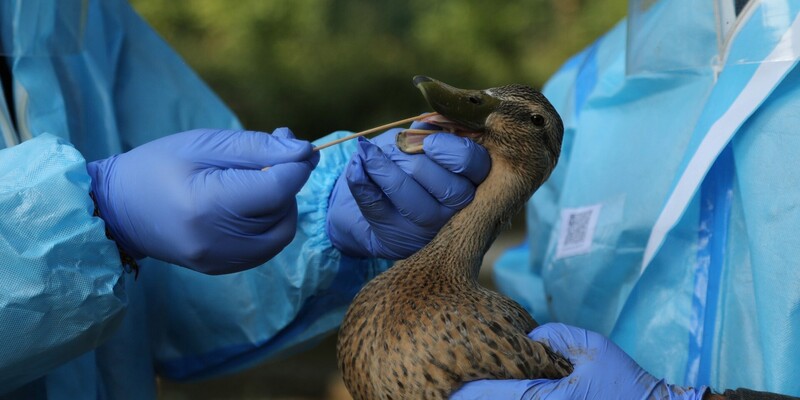 Temukan Virus H5N1, Prancis Musnahkan 10 Ribu Ekor Bebek