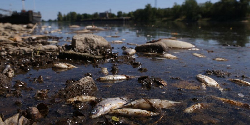 Puluhan Ton Ikan di Sepanjang Sungai Oder Eropa Mati, Penyebabnya Masih Misterius