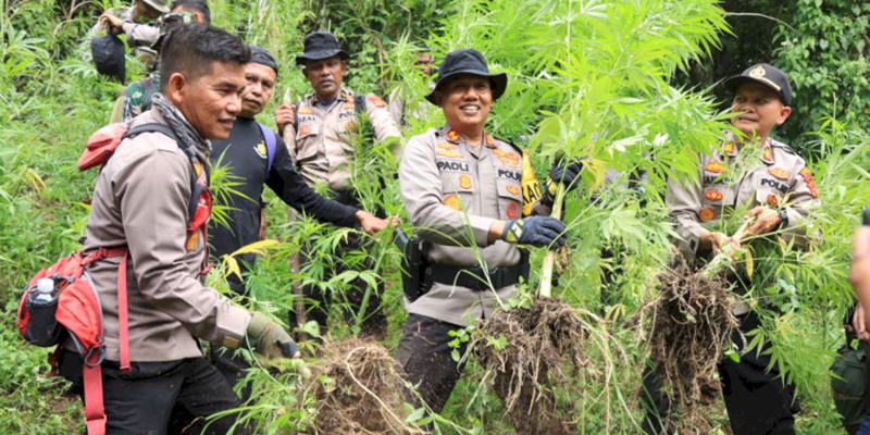 Polres Pidie Musnahkan Dua Hektar Ladang Ganja, Pemilik Ikut Diamankan