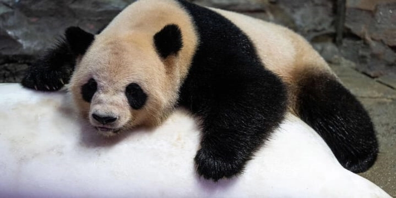 Sambut Piala Dunia 2022, China Hadiahkan Dua Panda Raksasa ke Qatar