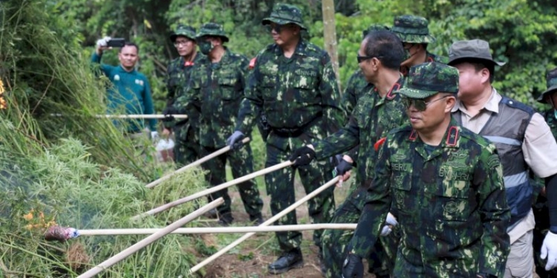 BNN Musnahkan 24 Ribu Batang Tanaman Ganja di Indrapuri Aceh Besar