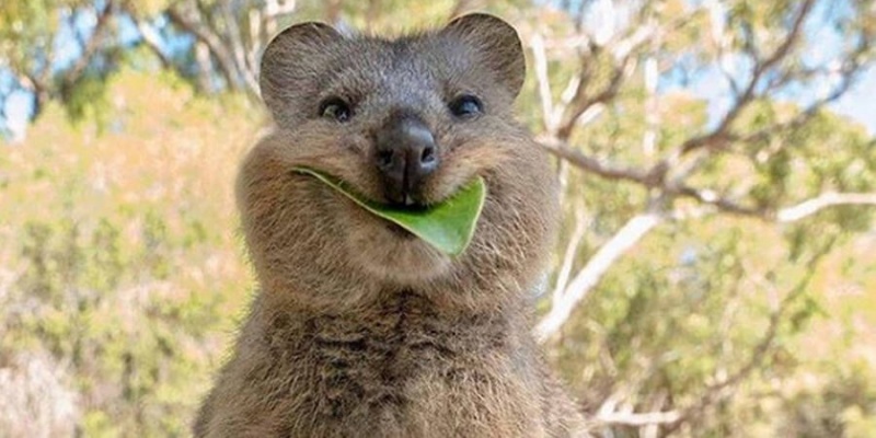 Pemerintah Australia Janji Tak Akan Ada Lagi Spesies yang Punah