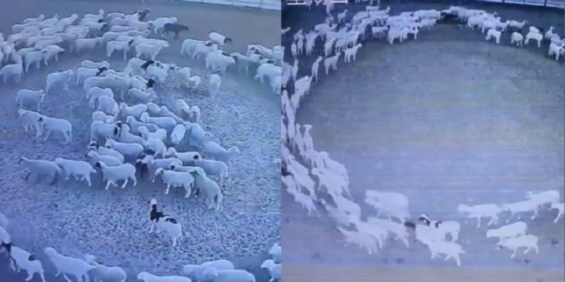 Ratusan Domba Jalan Berputar-putar Selama 12 Hari Tanpa Henti, Penyebab Masih Misteri