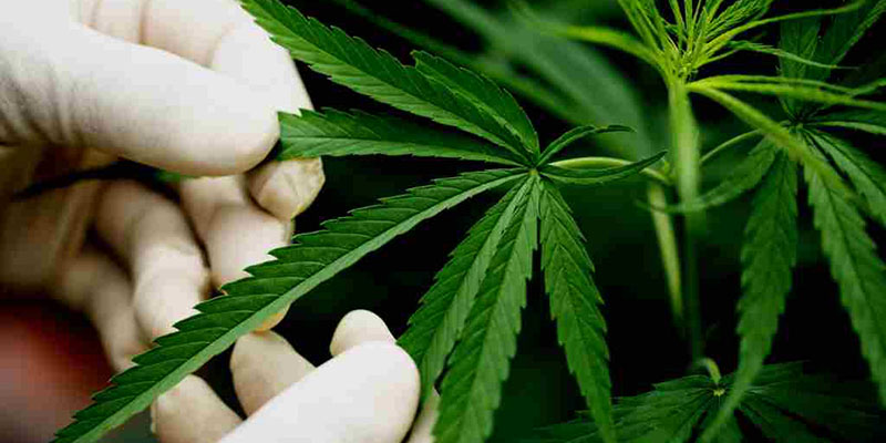 Menu Ganja-Cannabis: Ulee Kareng, Amsterdam, dan New York