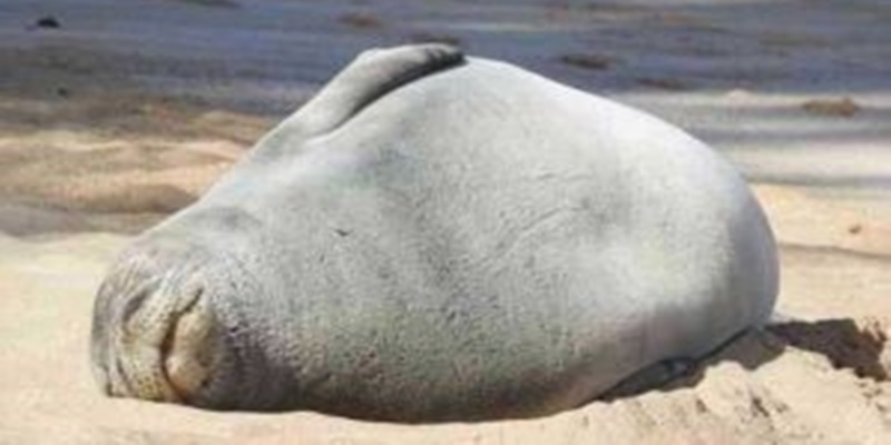 Ribuan Anjing Laut Ditemukan Mati di Pantai Laut Kaspia