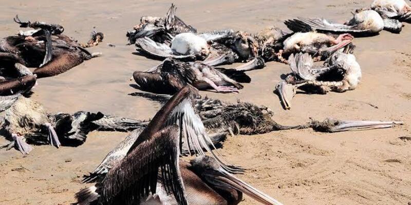 Ribuan Pelikan di Peru Ditemukan Mati Akibat Tertular Flu Burung