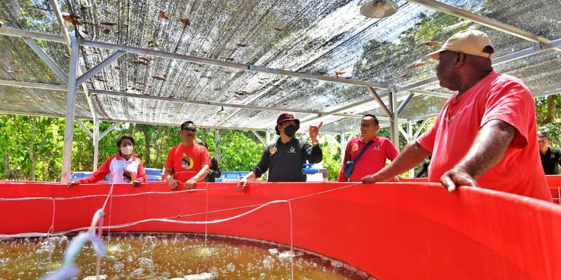 Dibina PMI, Budidaya Ikan Nila di Kampung Nolokla Mampu Hasilkan Omzet Rp 25 Juta