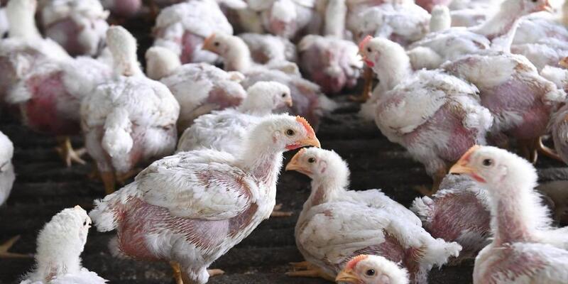Terpapar Flu Burung, 50 Ribu Ayam di Denmark Dimusnahkan