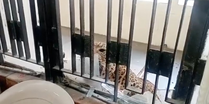Macan Tutul Berkeliaran di Kompleks Pengadilan New Delhi
