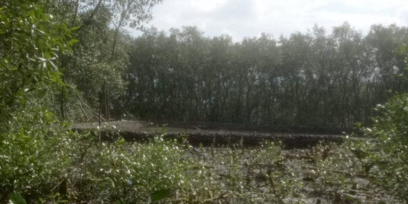 Hutan Mangrove Pesisir Lampung Berubah jadi Tambak, Ancaman Pidana Menanti