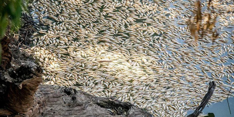 Warga Australia Minta Pemerintah Segera Bersihkan Jutaan Ikan Mati di Sungai Darling