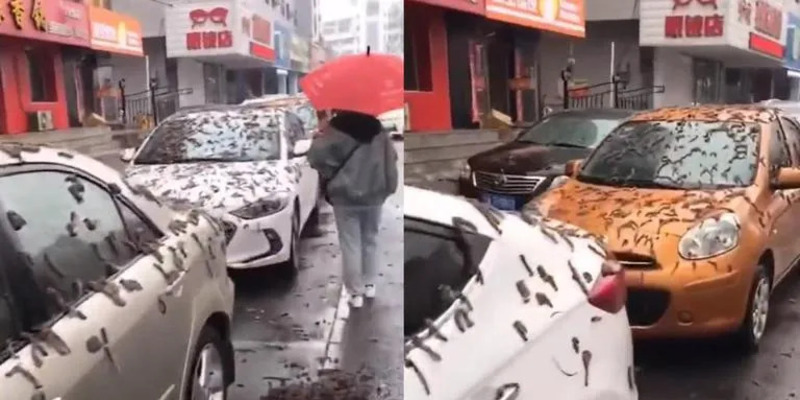 Video Hujan Cacing di China Bikin Warganet Bingung, Ada yang Sebut Itu Putik Bunga Poplar