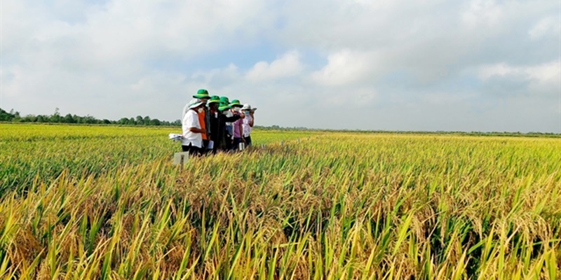 Vietnam Kembangkan Proyek Satu Juta Hektar Beras Kualitas Tinggi dan Rendah Emisi