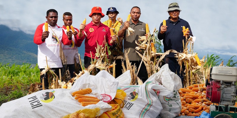 Pakai Label PYCH, PMI Siapkan Pengolahan Jagung Hasil Panen Petani Papua