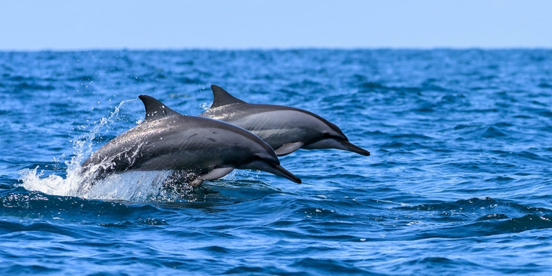 Puluhan Perenang Lecehkan Lumba-lumba di Perairan Hawaii