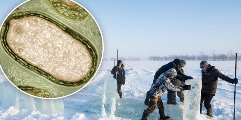 Ilmuwan Ingatkan Ancaman Virus Zombie Ketika Kutub Utara Mencair