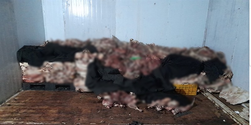 Polisi Vietnam Temukan Satu Ton Kucing Beku di Sebuah Gudang, Diduga untuk Dimasak