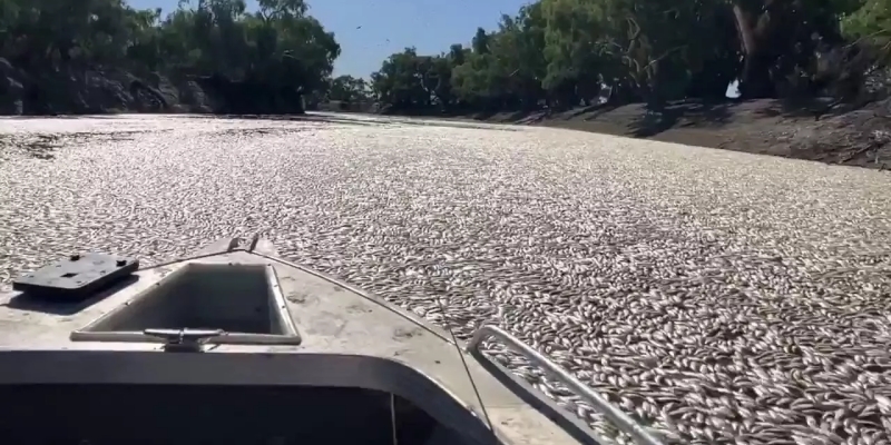 Jutaan Ikan Mati, Sungai di Australia Tersumbat