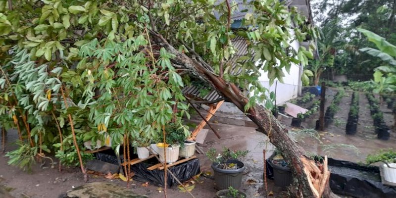 Hujan Deras Disertai Puting Beliung Rusak Puluhan Rumah di Tubaba