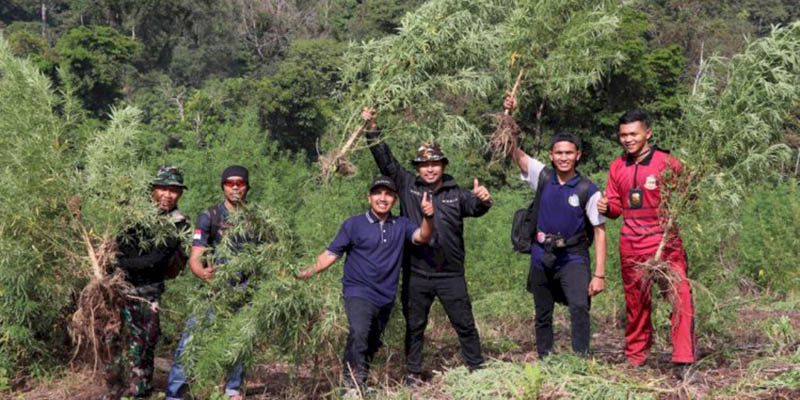 40 Hektare Ladang Ganja di Nagan Raya Aceh Dimusnahkan Tim Gabungan TNI-Polri