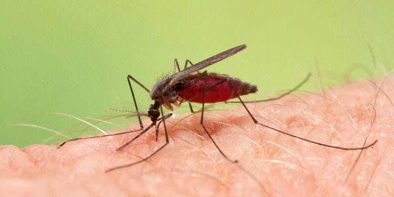 Spesies Nyamuk Anopheles Stephens Sebabkan Malaria di Ghana