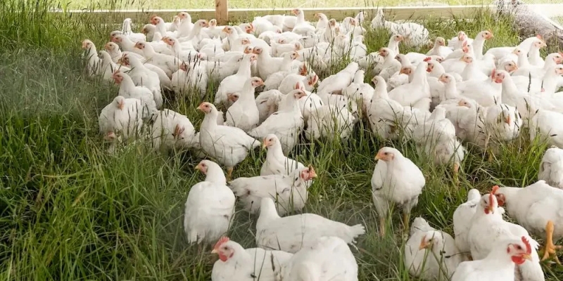 Takut-takuti 1.100 Ekor Ayam Sampai Mati, Pria di China Dipenjara