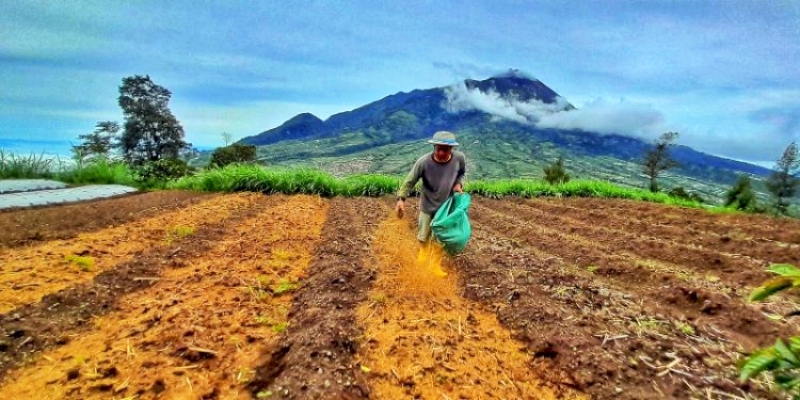 Bertani Tanpa Pupuk Kimia, Petani Milenial Bali: Kualitas Pupuk Organik Lebih Baik