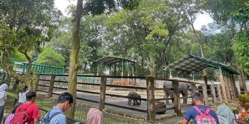 Taman Margasatwa Ragunan Tunda Libur Satwa Setelah Cuti Lebaran