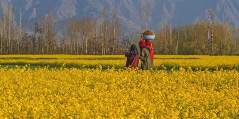Ladang Sawi di Lembah Kashmir Tumbuh Subur, Petani Berharap Dapat Hasil Lebih Tahun Ini