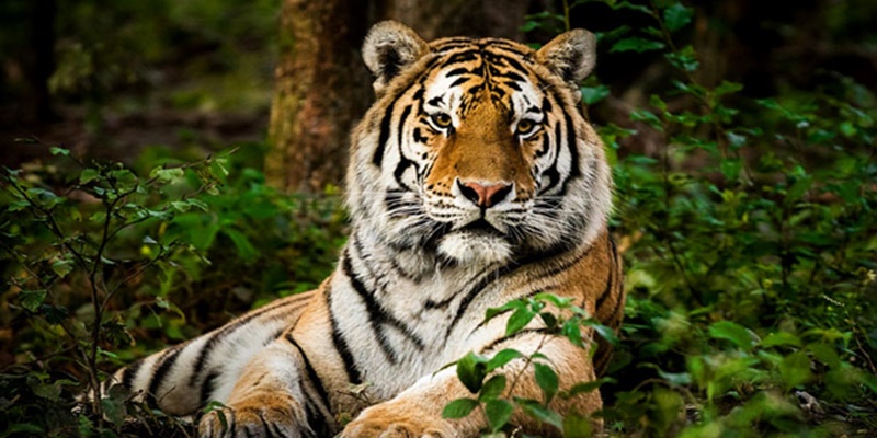 Populasi Harimau Terbesar Dunia Ada di India