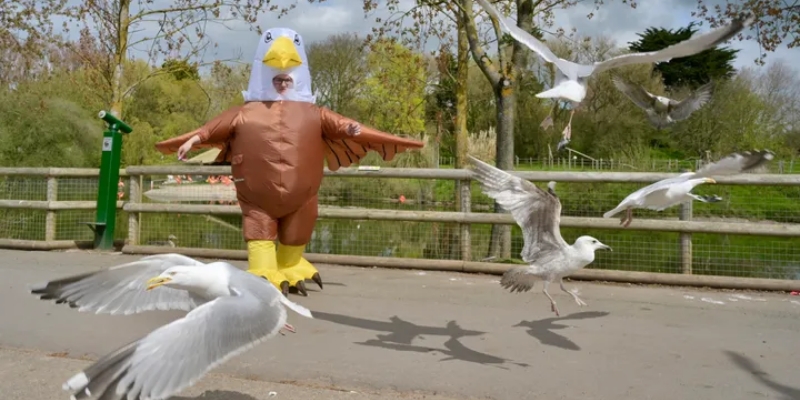 Menakut-nakuti Burung Camar dengan Kostum, Pekerjaan Ini Digandrungi Para Pelamar di Inggris